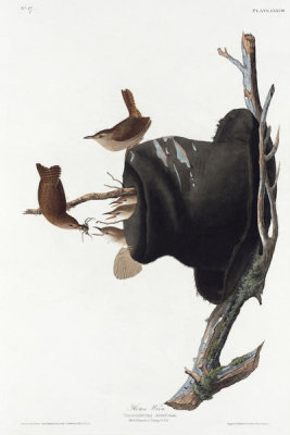 John James Audubon - House Wren (Troglodytes aedon), 1827-1838