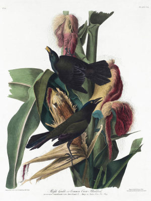 John James Audubon - Common Grackle (Quiscalus quiscula), 1827-1838