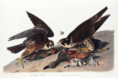 John James Audubon - Great-footed Hawk (Falco peregrinus), 1827-1838