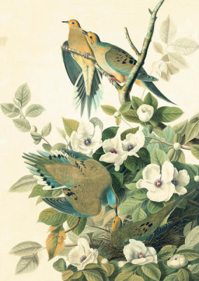 John James Audubon - Mourning Dove (Zenaida macroura), Havell plate no. 17, c. 1825