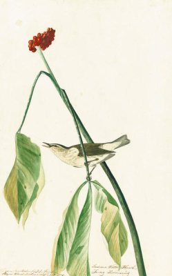 John James Audubon - Louisiana Waterthrush (Seiurus motacilla), Havell plate no. 19, 1821