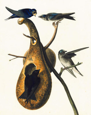 John James Audubon - Purple Martin (Progne subis), Havell plate no. 22, c. 1822
