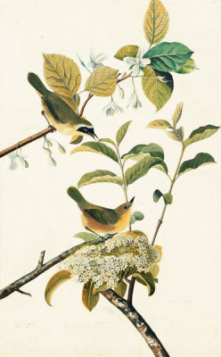 John James Audubon - Common Yellowthroat (Geothlypis trichas), Havell plate no. 23, c. 1821