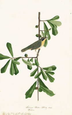 John James Audubon - Common Yellowthroat (Geothlypis trichas), Havell plate no. 24, c. 1821