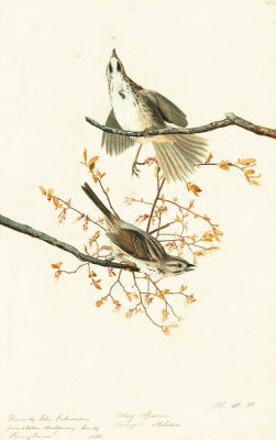 John James Audubon - Song Sparrow (Melospiza melodia), Havell plate no. 25, c. 1812