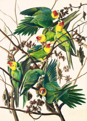 John James Audubon - Carolina Parakeet (Conuropsis carolinensis), Havell plate no. 26, c. 1825