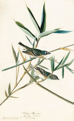 John James Audubon - Solitary Vireo (Vireo solitarius), Havell plate no. 28, c. 1822