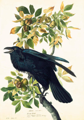 John James Audubon - Common Raven (Corvus corax), Havell plate no. 101, c. 1829