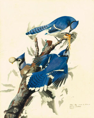 John James Audubon - Blue Jay (Cyanocitta cristata), Havell plate no. 102, c. 1825