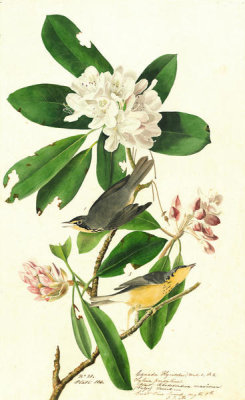 John James Audubon - Canada Warbler (Wilsonia canadensis), Havell plate no. 103, c. 1829