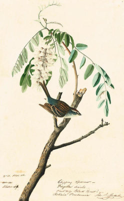 John James Audubon - Chipping Sparrow (Spizella passerina), Havell plate no. 104, c. 1821