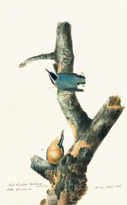 John James Audubon - Red-breasted Nuthatch (Sitta canadensis), Havell plate no. 105, c. 1829