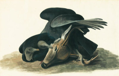 John James Audubon - Black Vulture (Coragyps atratus), Havell plate no. 106, c. 1829