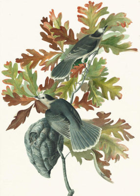 John James Audubon - Gray Jay (Perisoreus canadensis), Havell plate no. 107, c. 1829