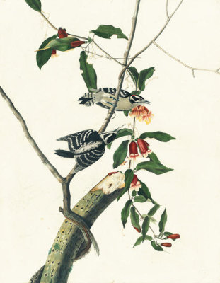 John James Audubon - Downy Woodpecker (Picoides pubescens), Havell plate no. 112, c. 1822