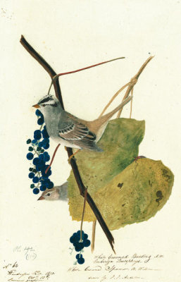John James Audubon - White-crowned Sparrow (Zonotrichia leucophrys), Havell plate no. 114, c. 1814