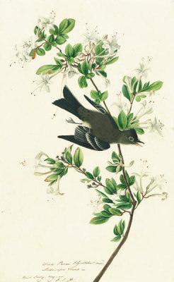 John James Audubon - Eastern Wood-Pewee (Contopus virens), Havell plate no. 115; with very faint detail sketch of bill, c. 1829