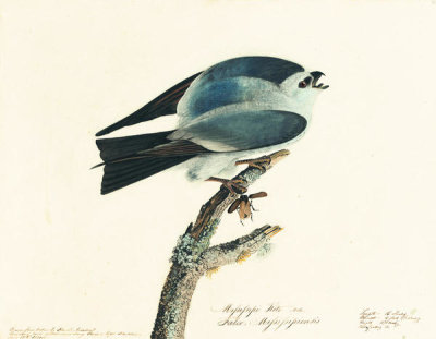 John James Audubon - Mississippi Kite (Ictinia mississippiensis), Havell plate no. 117, c. 1821