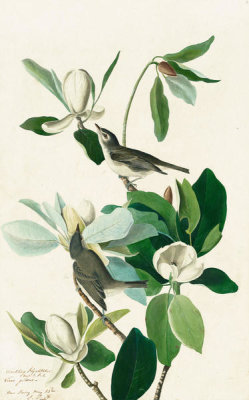 John James Audubon - Warbling Vireo (Vireo gilvus), Havell plate no. 118, c. 1829
