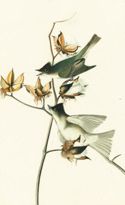 John James Audubon - Eastern Phoebe (Sayornis phoebe), Havell plate no. 120, c. 1825