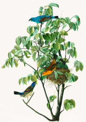 John James Audubon - Blue Grosbeak (Guiraca caerulea), Havell plate no. 122, c. 1821; 1829