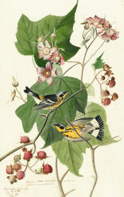 John James Audubon - Magnolia Warbler (Dendroica magnolia), Havell plate no. 123, c. 1829