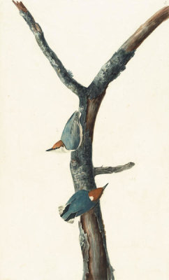 John James Audubon - Brown-headed Nuthatch (Sitta pusilla), Havell plate no. 125, c. 1829