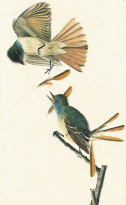 John James Audubon - Great Crested Flycatcher (Myiarchus crinitus), Havell plate no. 129, c. 1824