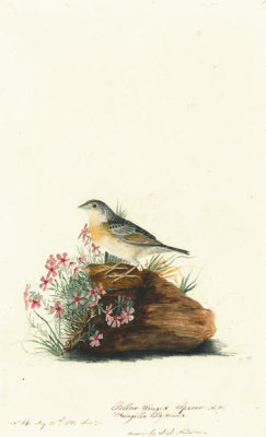 John James Audubon - Grasshopper Sparrow (Ammodramus savannarum), Havell plate no. 130, c. 1812