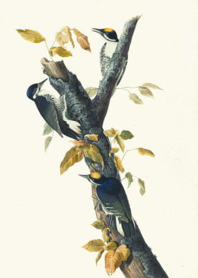 John James Audubon - Black-backed Woodpecker (Picoides arcticus), Havell plate no. 132, c. 1829