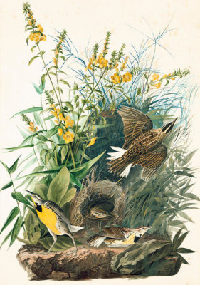 John James Audubon - Eastern Meadowlark (Sturnella magna), Havell plate no. 136, 1829