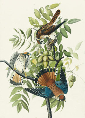 John James Audubon - American Kestrel (Falco sparverius), Havell plate no. 142, c. 1829