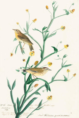 John James Audubon - Palm Warbler (Dendroica palmarum), Havell plate no. 145, 1821; c. 1822