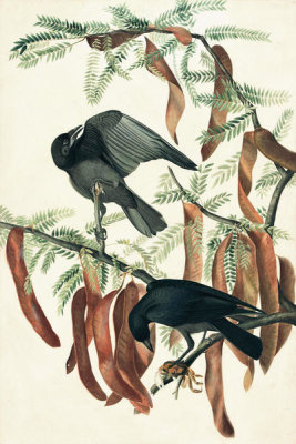 John James Audubon - Fish Crow (Corvus ossifragus), Havell plate no. 146, c. 1829