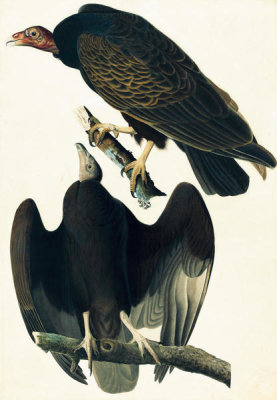 John James Audubon - Turkey Vulture (Cathartes aura), Havell plate no. 151, c. 1822