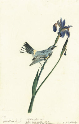 John James Audubon - Yellow-rumped Warbler (Dendroica coronata), Havell plate no. 153, c. 1812