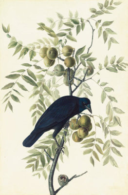John James Audubon - American Crow (Corvus brachyrhynchos), Havell plate no. 156, c. 1829