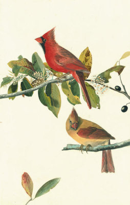 John James Audubon - Northern Cardinal (Cardinalis cardinalis), Havell plate no. 159, c. 1822
