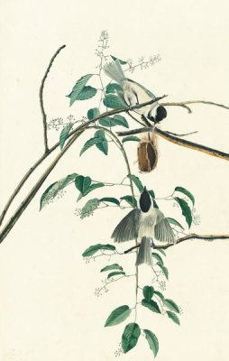John James Audubon - Carolina Chickadee (Poecile carolinensis), Havell plate no. 160, c. 1822