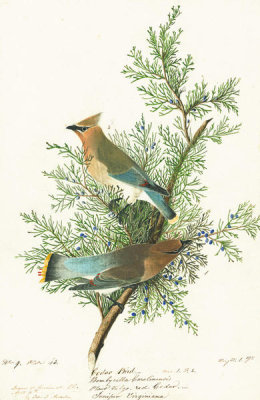John James Audubon - Cedar Waxwing (Bombycilla cedrorum), Havell plate no. 43, c. 1820