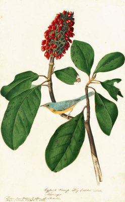 John James Audubon - Canada Warbler (Wilsonia canadensis), Havell plate no. 5, c. 1821