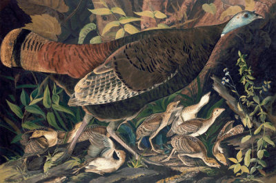 John James Audubon - Wild Turkey (Meleagris gallopavo), Havell plate no. 6, c. 1820