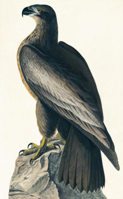 John James Audubon - Bald Eagle (Haliaeetus leucocephalus), Havell plate no. 11, c. 1822