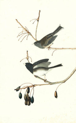 John James Audubon - Dark-eyed Junco (Junco hyemalis), Havell plate no. 13, c. 1822