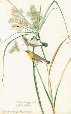 John James Audubon - Prairie Warbler (Dendroica discolor), Havell plate no. 14, c. 1821