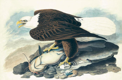 John James Audubon - Bald Eagle (Haliaeetus leucocephalus), Havell plate no. 31, c. 1828
