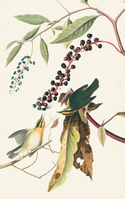 John James Audubon - Worm-eating Warbler (Helmitheros vermivorus), Havell plate no. 34, c. 1822