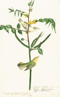 John James Audubon - Yellow Warbler (Dendroica petechia), Havell plate no. 35, c. 1821