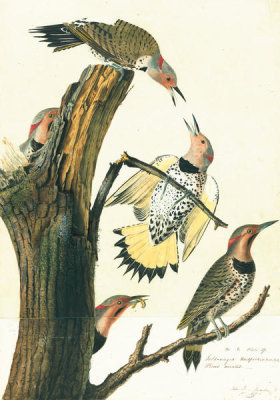 John James Audubon - Northern Flicker (Colaptes auratus), Havell plate no. 37, c. 1821; 1827