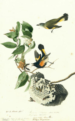 John James Audubon - American Redstart (Setophaga ruticilla), Havell plate no. 40, c. 1821
